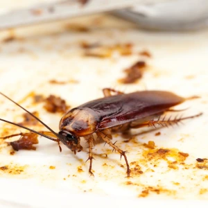 Cockroach Control