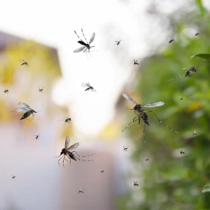 Mosquito Control
