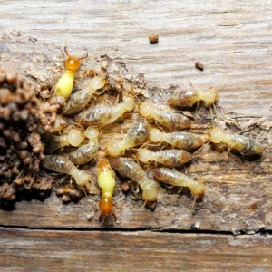 Termites Control